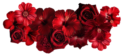 rosas rojas (1)